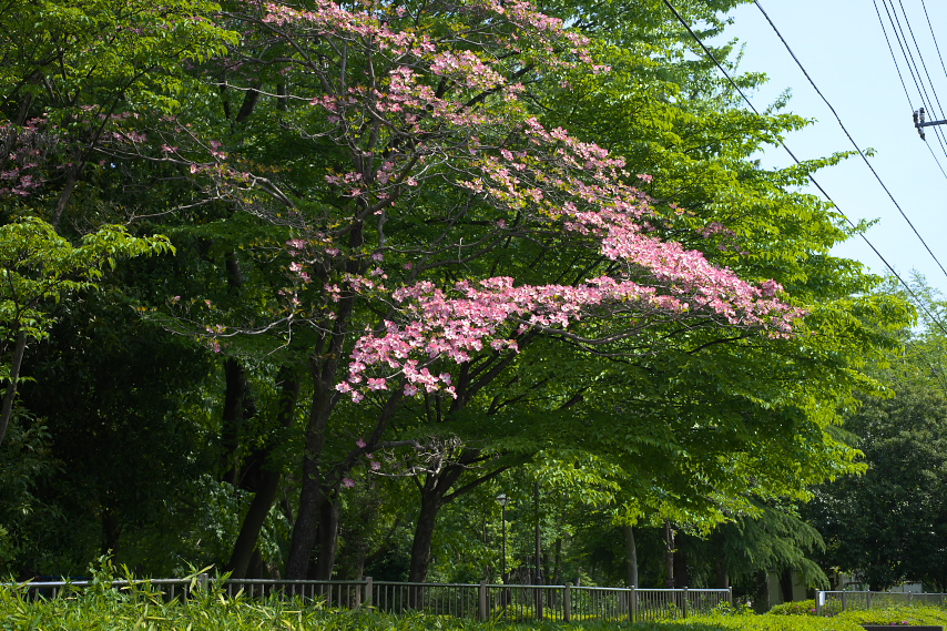 赤いハナミズキが咲く西側 - 横川下原公園