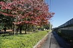 秋、紅葉のヤマボウシとハナミズキ - 横川下原公園