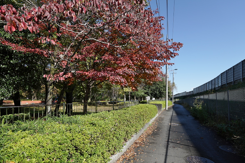 秋、紅葉のヤマボウシとハナミズキ - 横川下原公園
