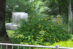 キンシバイと彫刻「太陽の風景 -IX」 - 横川下原公園