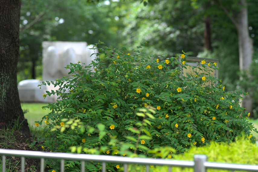 キンシバイと彫刻「太陽の風景 -IX」 - 横川下原公園