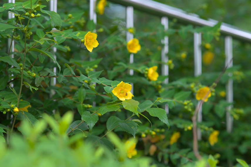 フェンスから花を覗かせるキンシバイ - 横川下原公園