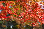 紅葉とメタセコイア - 横川下原公園