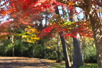 園路を彩る紅葉 - 横川下原公園
