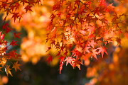 秋の紅葉 - 横川下原公園