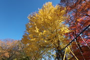 銀杏と紅葉をブランコの前から - 横川下原公園