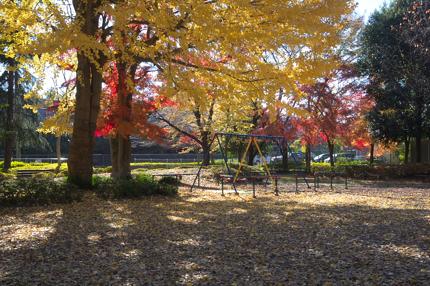黄紅葉のブランコ付近 - 横川下原公園