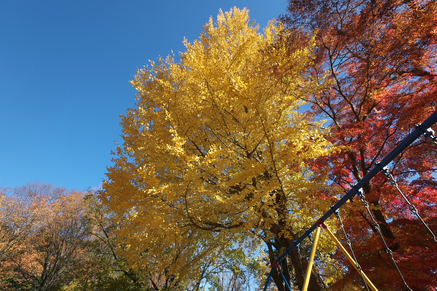 銀杏と紅葉をブランコの前から - 横川下原公園