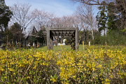 レンギョウ(連翹)とサクラ(桜)が咲く横川下原公園