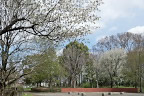 大島桜が咲いている横川下原公園