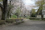 桜が咲く管理事務所付近 - 横川下原公園