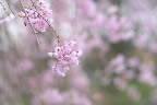 シダレザクラ(枝垂桜)の花 - 清水公園