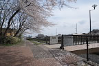 清水公園橋入口の桜