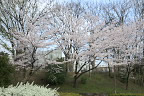 桜が咲いた土手 - 清水公園