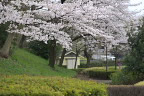 桜が咲く土手 - 清水公園