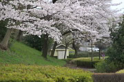 桜が咲く土手 - 清水公園