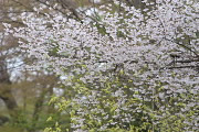 桜と土佐水木 - 清水公園