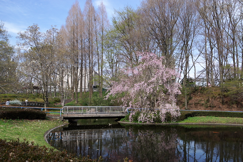 枝垂桜が咲く清水公園