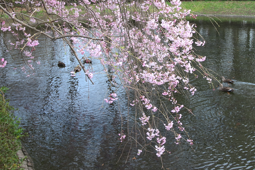 枝垂桜とカルガモ - 清水公園