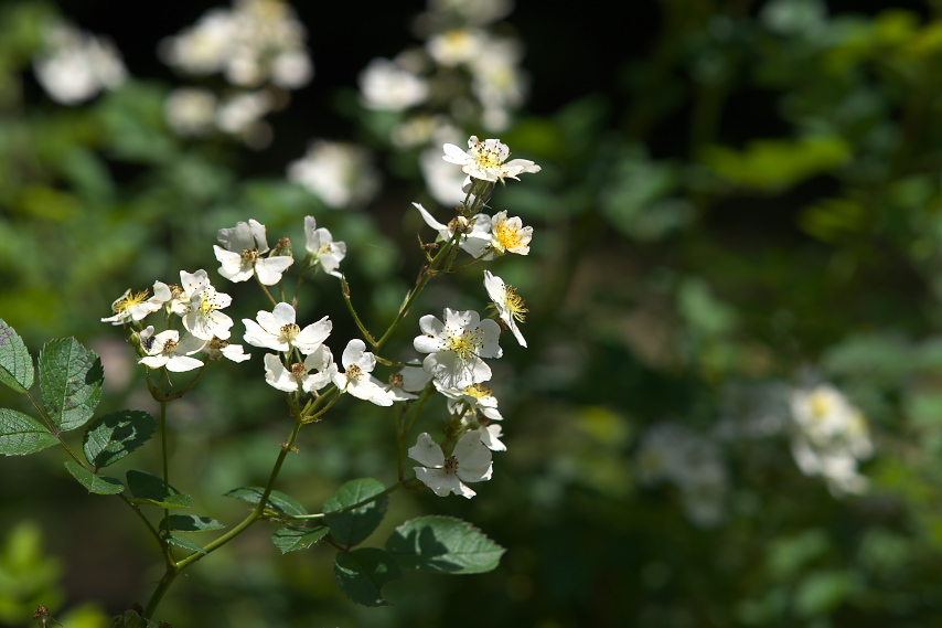 ノイバラ 野茨 の花 清水公園 八王子の点景