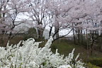 ユキヤナギ(雪柳)と桜 - 清水公園