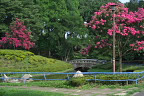 サルスベリが咲く夏の池 - 清水公園