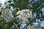 白花のサルスベリ - 清水公園