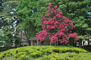 高台のサルスベリ(百日紅) - 清水公園