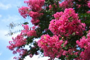 サルスベリ(百日紅)の花 - 清水公園