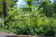 ミツバウツギが咲く林の一角 - 清水公園