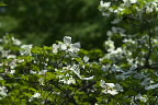 白いハナミズキの花 - 清水公園