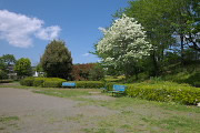 白いハナミズキが咲く広場 - 清水公園