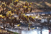 枝を低く伸ばした池のマンサク(満作) - 清水公園