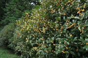 r̐̃LNZC 2 - 
