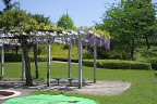 花が咲いた藤棚 - 清水公園