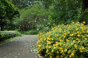 ビョウヤナギが咲く園路 - 清水公園