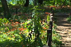 キツネノカミソリが咲く林の園路 - 清水公園