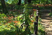 キツネノカミソリが咲く林の園路 - 清水公園
