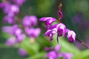 シラン(紫蘭)の花 - 清水公園