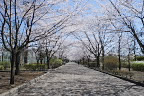 桜並木 - 陵南公園