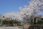 サクラ(桜)が咲く本園 - 陵南公園