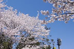 桜が咲く球場の南側 2 - 陵南公園