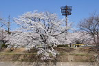 桜が咲く陵南公園を対岸から