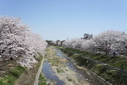 南淺川の桜並木を南淺川橋から