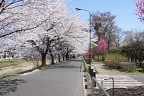 桜と桃が咲く分園入口 - 陵南公園