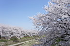 南淺川の桜並木