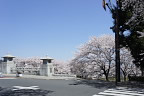 桜が咲く南淺川橋