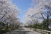 サクラ(桜)が咲いた陵南公園