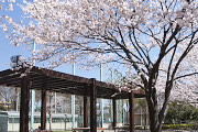 桜、パーゴラの辺り - 陵南公園