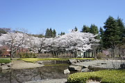 桜が咲いたジャブジャブ池の周り - 陵南公園